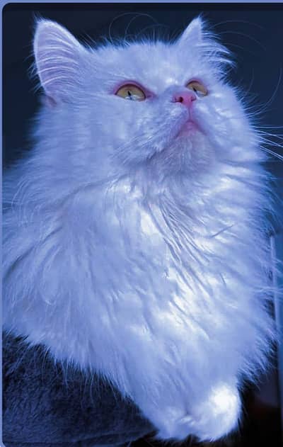 snowy