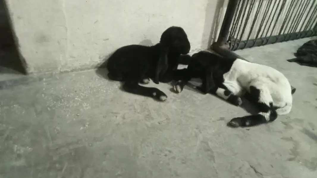 dasi male kids 2 days 03084493683 — photo 8