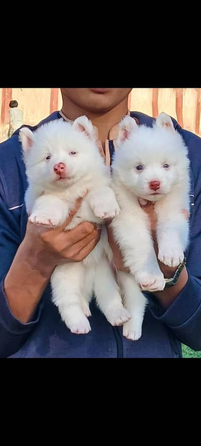 Russian puppy pair age 40 din for sale