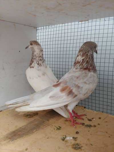 Badam sera patti wala pair for sale.