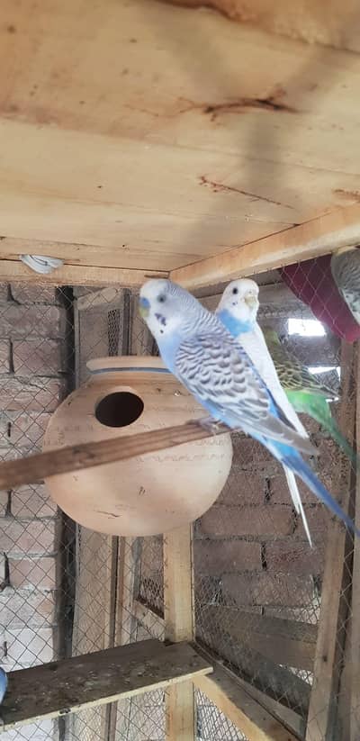 Budgie breeder or pathy
