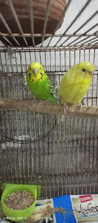Male Parrots With Cage and Accessoires