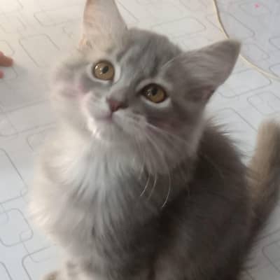Gry Persian semi Punch Kittens