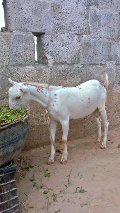 Teddy Bakra