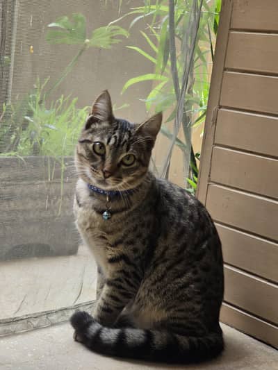 male cat