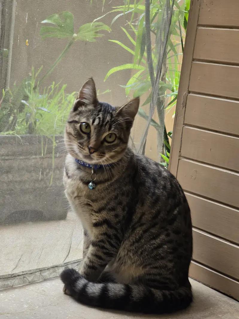 male cat