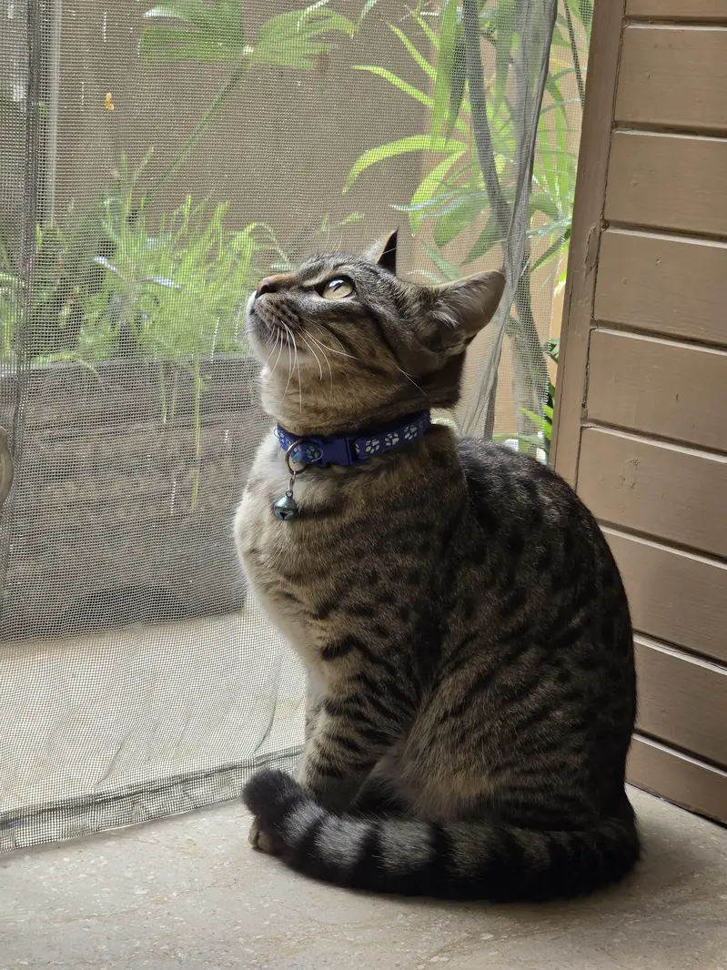male cat — photo 2