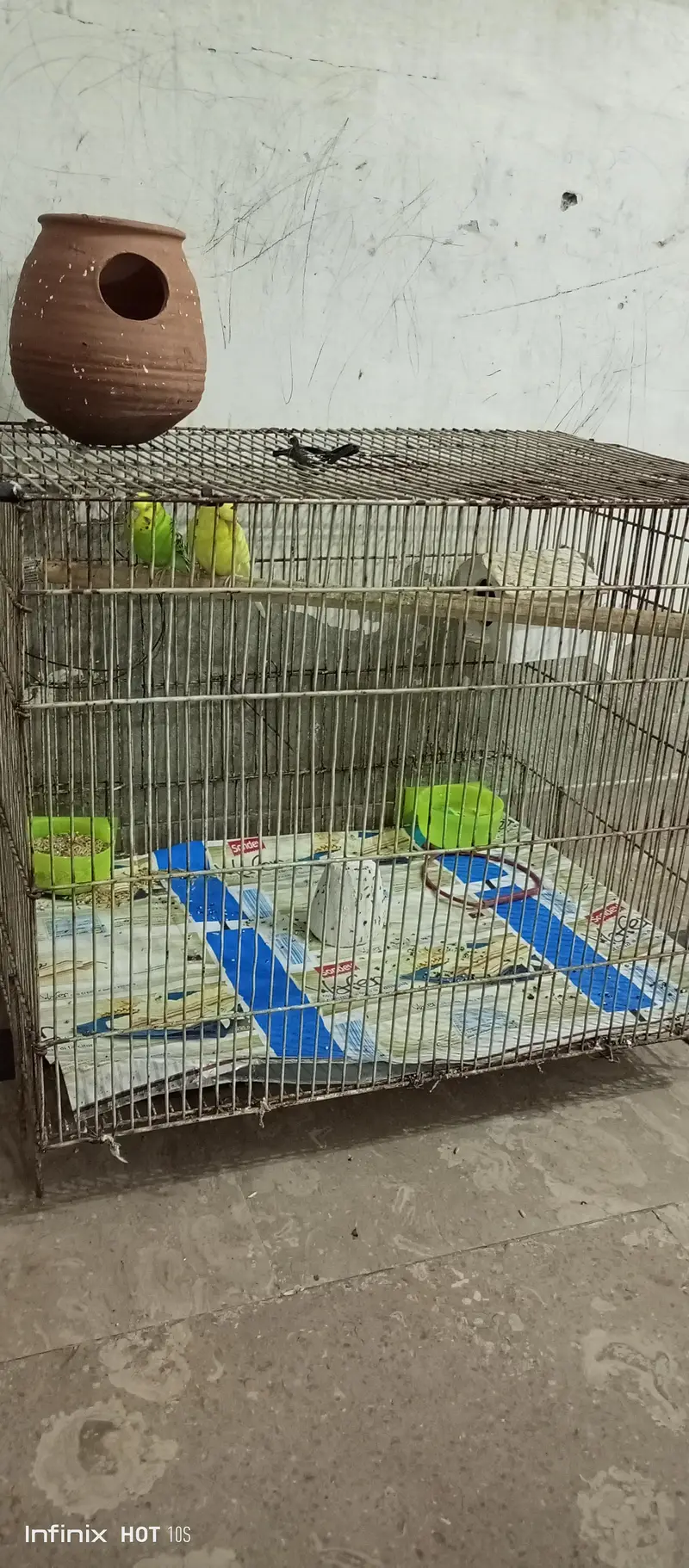 Male Parrots With Cage and Accessoires — photo 2