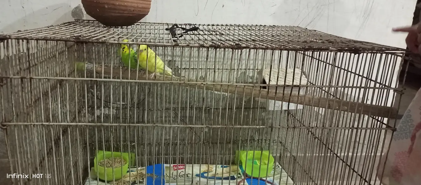 Male Parrots With Cage and Accessoires — photo 3
