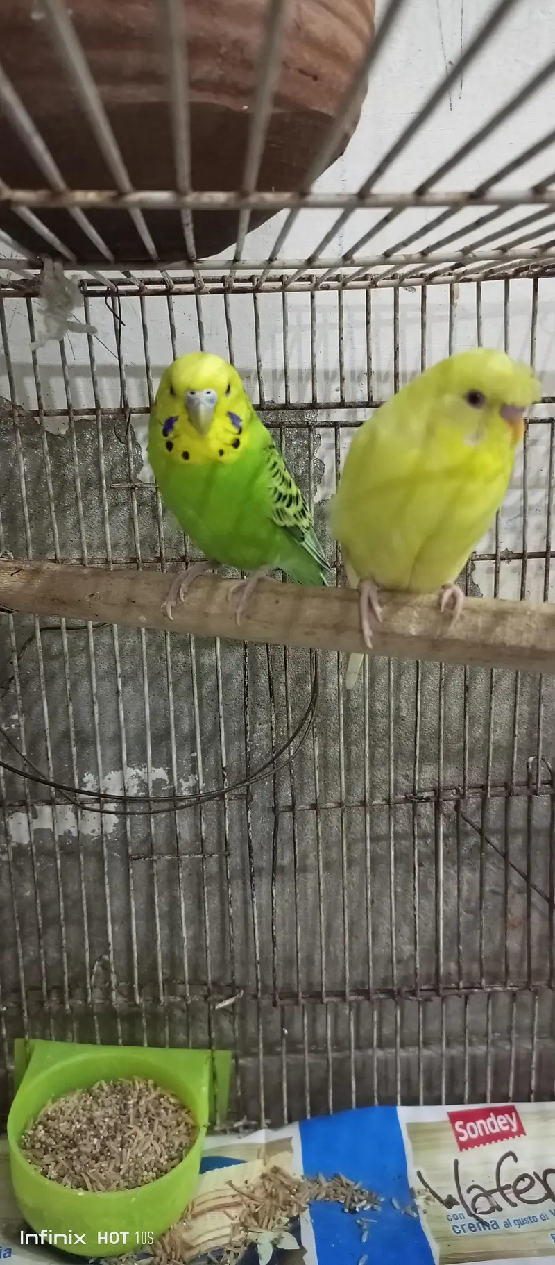 Male Parrots With Cage and Accessoires — photo 4