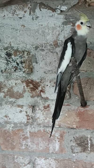 cocktail parrot for sale all
