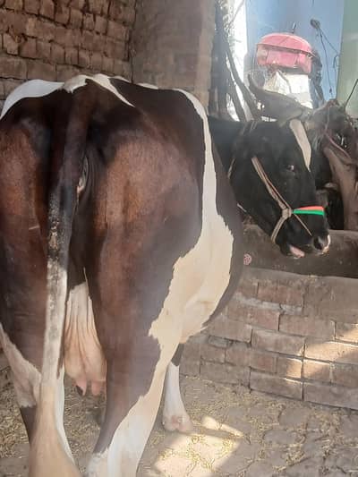 cow for sel