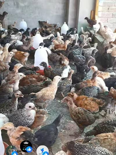 Golden Misri chozy fully Vaccination