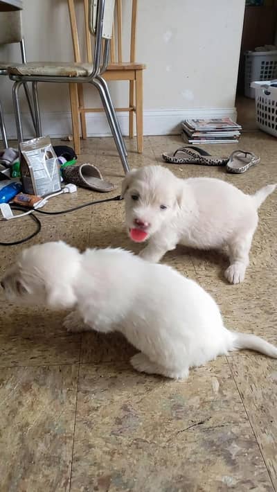 poodle baby's for sale