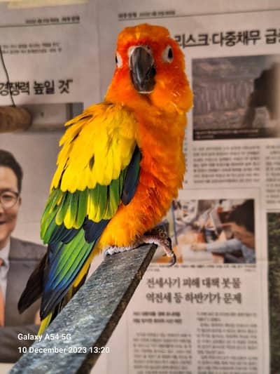 Sun Conure Breeder pair with History and DNA
