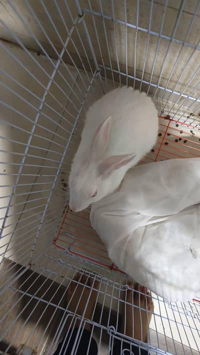 healthy home-raised male rabbit