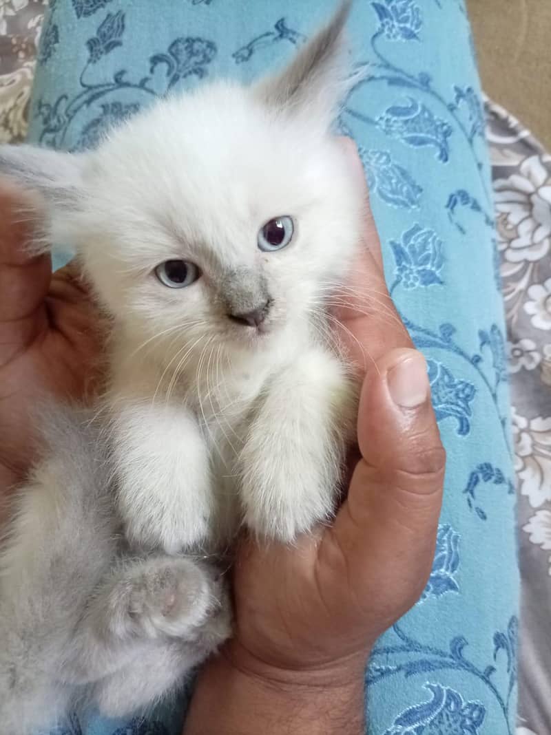 for sell 1