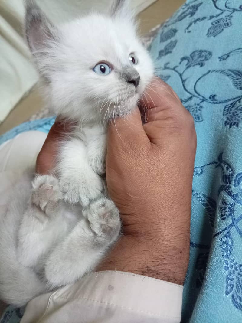 for sell 2