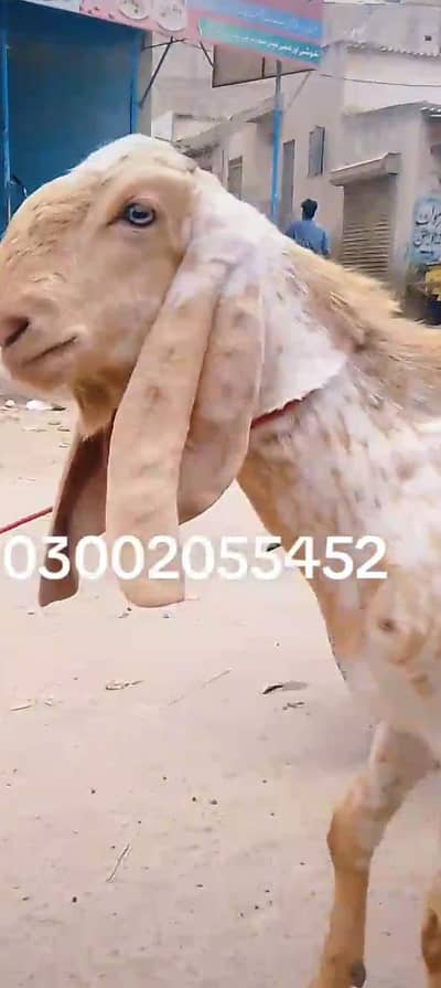 Pakka khera bacha makhi china