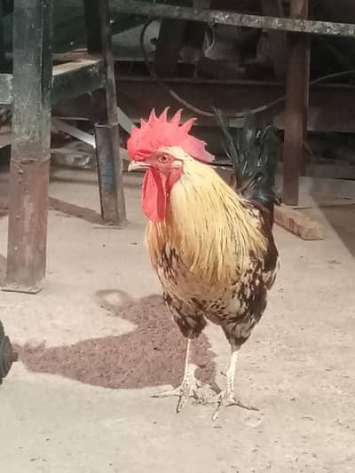 piyor Desi murga