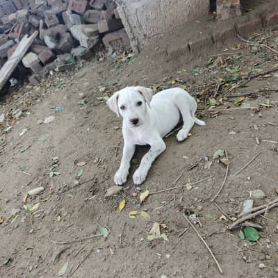 Gultair puppy for sale