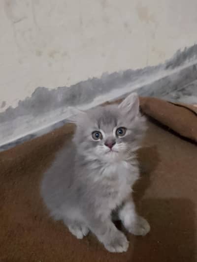 I'm saling Gray kitten