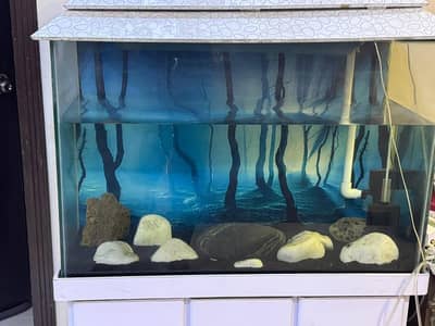 Large Fish Aquarium complete setup