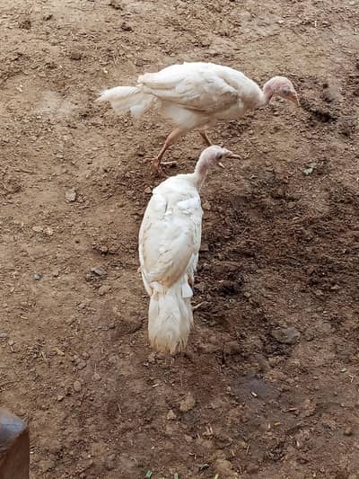 Turkey chicks
