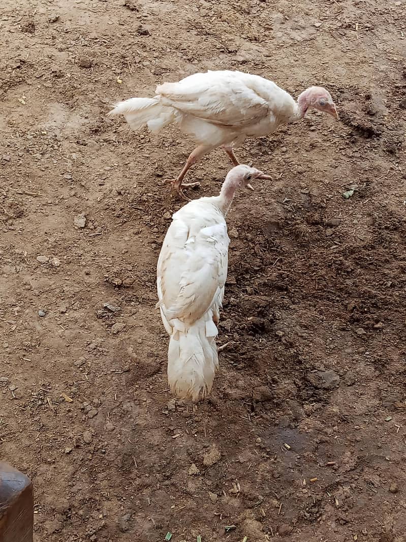 Turkey chicks 0