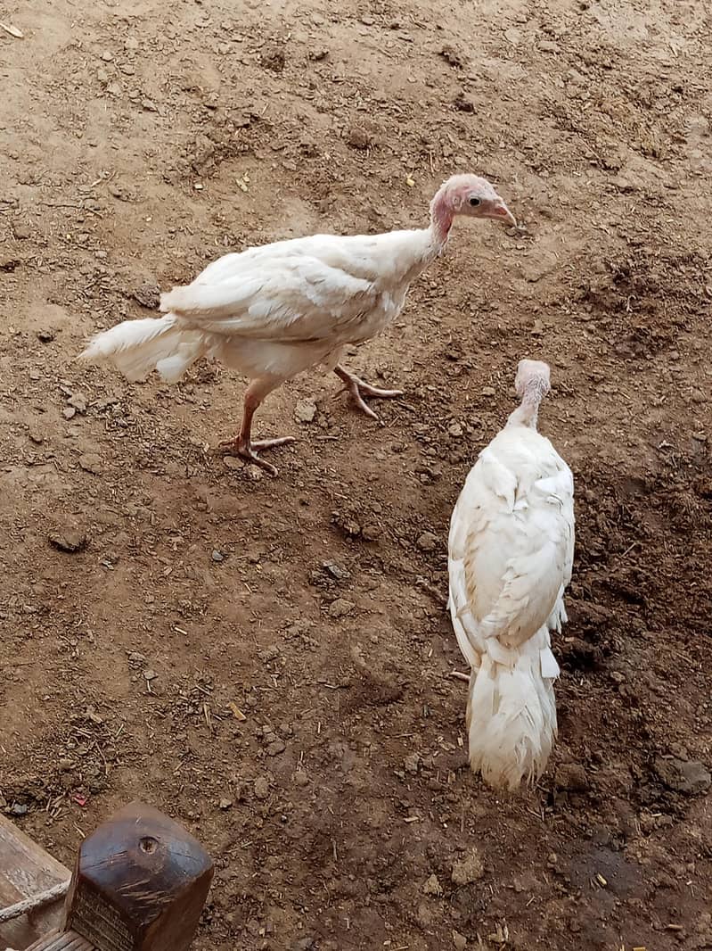Turkey chicks 1