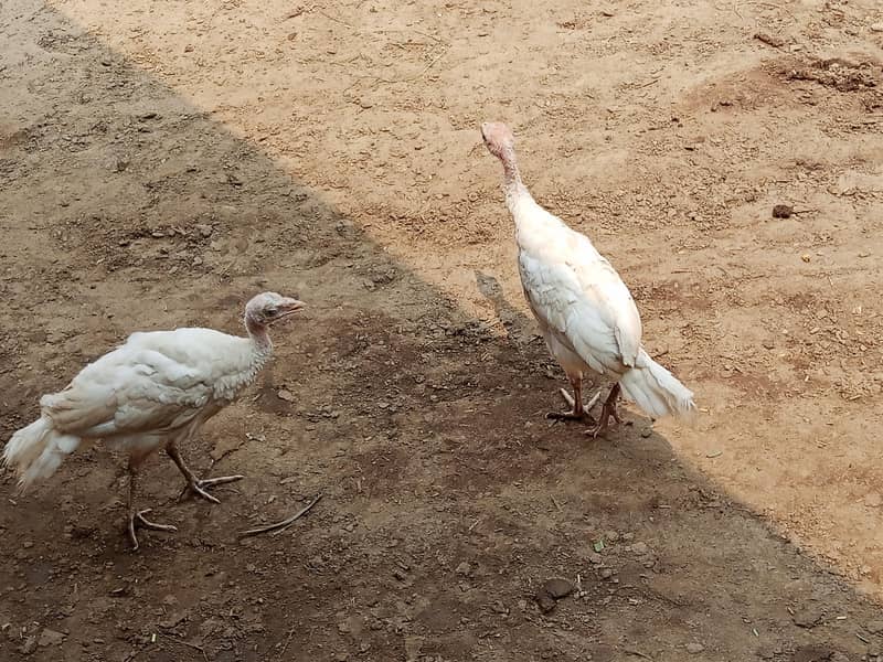 Turkey chicks 2