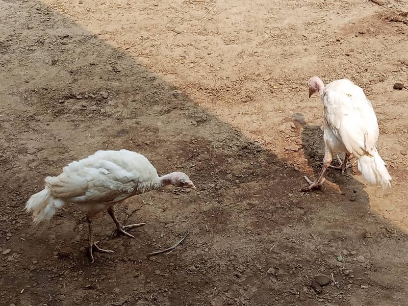 Turkey chicks 3