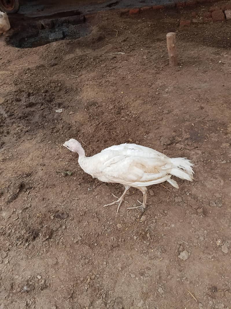 Turkey chicks 4