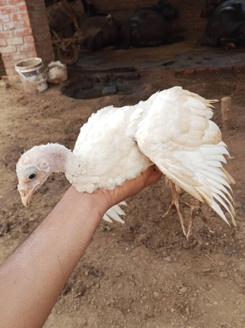 Turkey chicks 5