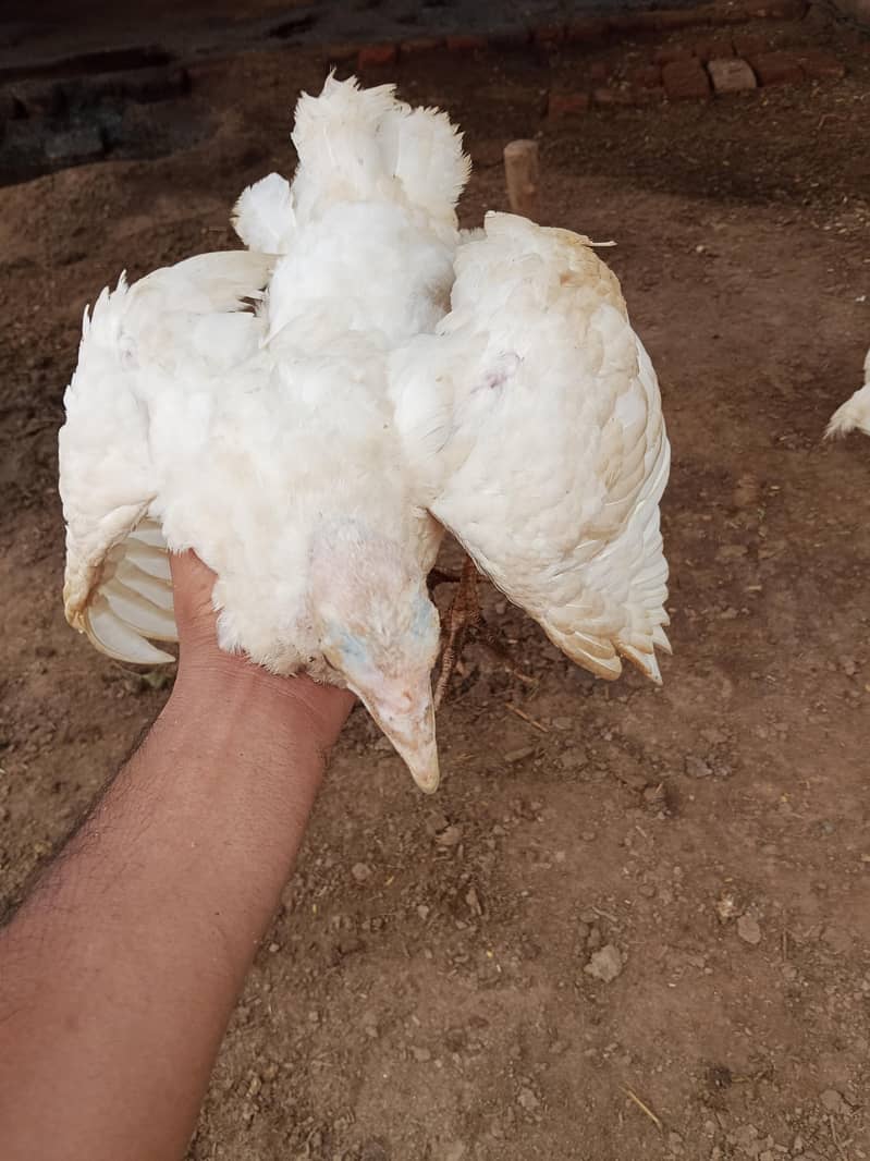 Turkey chicks 6