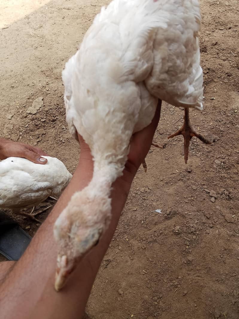 Turkey chicks 9