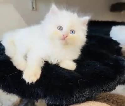 (Persian female kitten) (for sale all) (Pakistan delivery available)