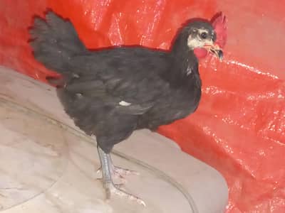 Australorp, Australop, rir, RIR