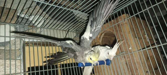 cocktail breeder pair for sale with eggs