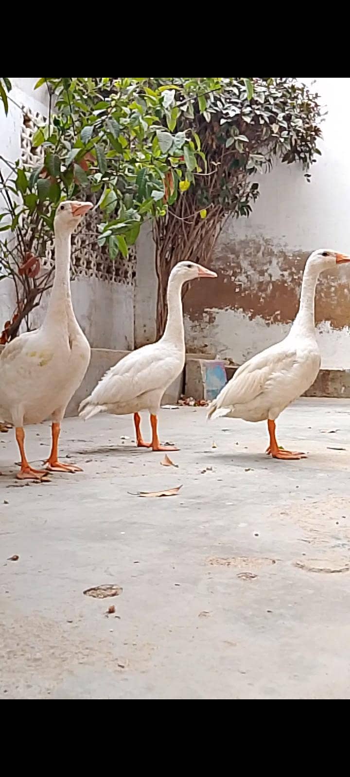 ducks trio 0