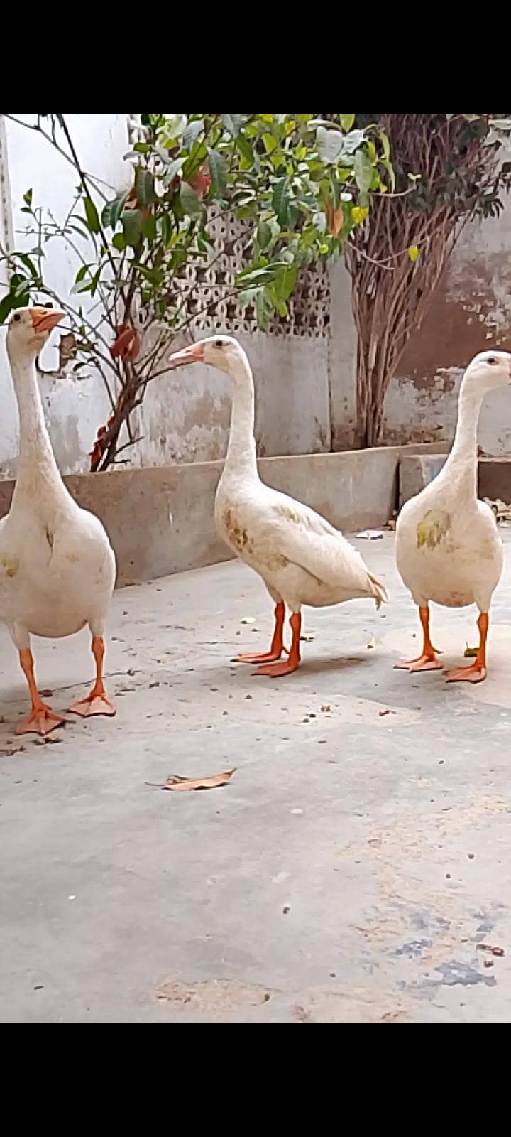 ducks trio 1