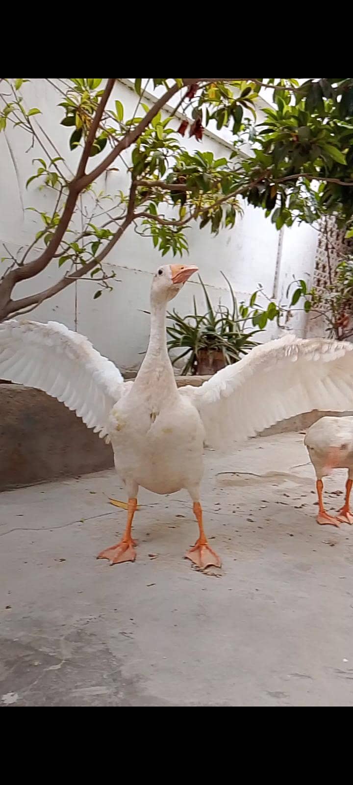 ducks trio 2