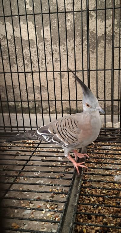 crested dove