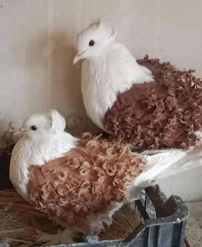 Beautiful frilback pegions Pair available