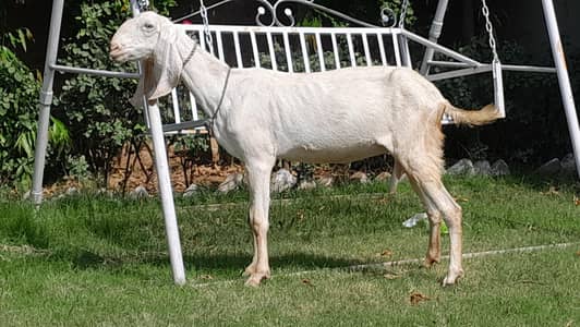 1 Rajaanpure or 1 betal goat desi gaban