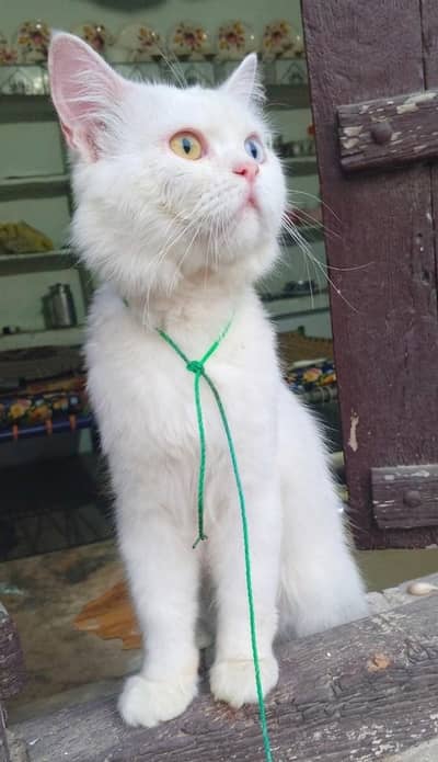Odd eye White Cat | Original Persion breed Full white
