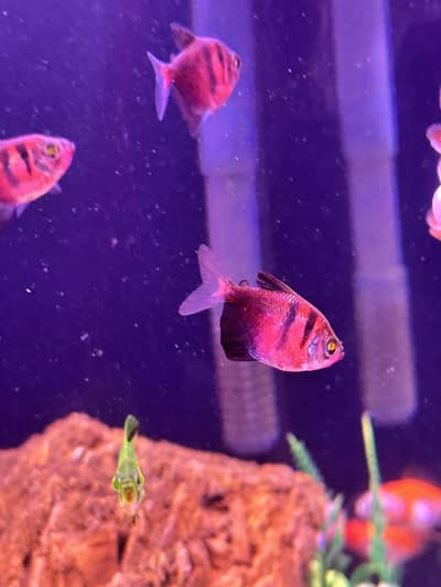 Widow tetra all colour