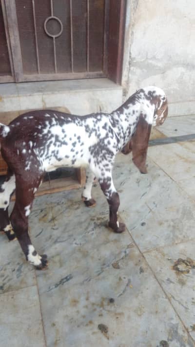 Nagri bakri 2 bachon sath