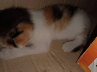 Twin Domestic shorthair cats with a calico coat pattern