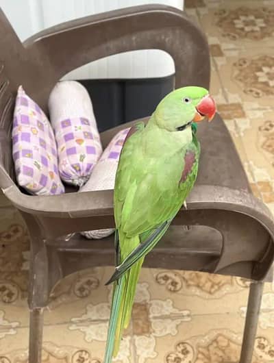 raw parot